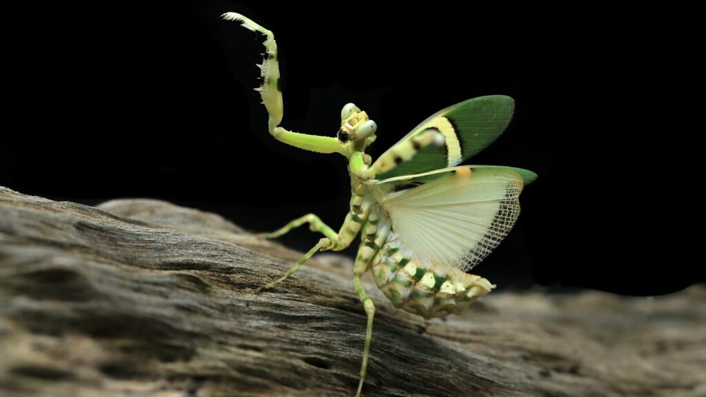 Orchid mantis with raised forelegs and open wings on a branch.