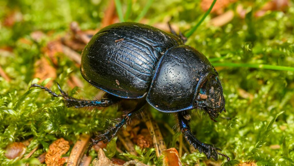 Close-up view of Anoplotrupes stercorosus beetle on green moss in forest setting.