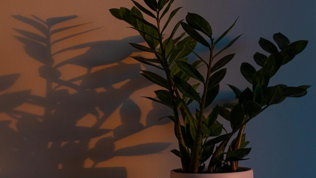 Potted plant casting a shadow on a wall.
