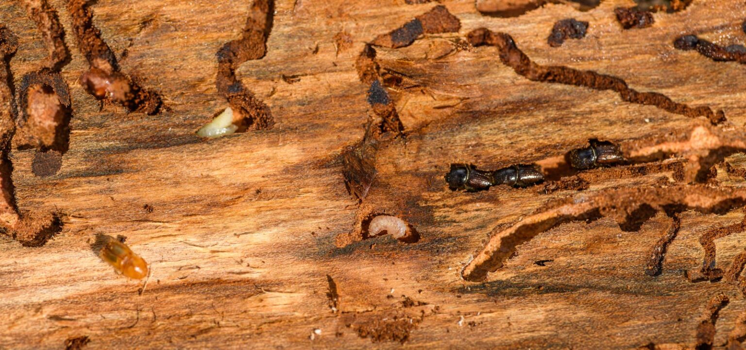 How Insects Recycle Nutrients and Keep the Environment Balanced ...