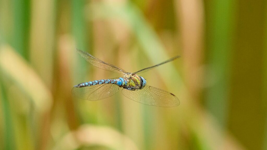 A vibrant blue darner dragonfly flying amidst blurred reeds, capturing the essence of nature.