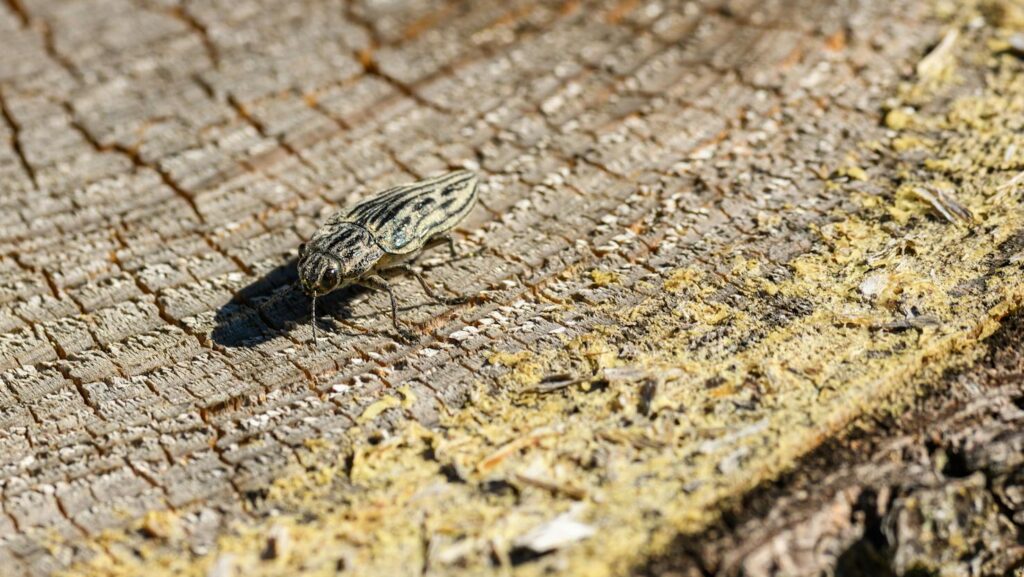 A close-up shot of a buprestis beetle on a tree trunk in natural daylight, showcasing fine details.