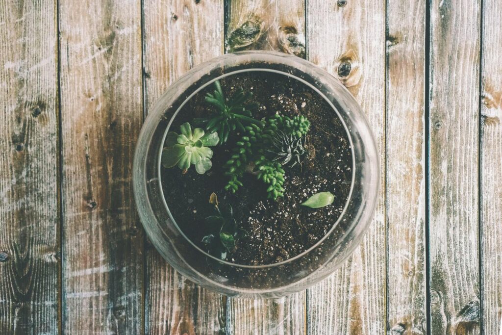 Top view of a succulent terrarium in a glass bowl on a wooden surface, showcasing a rustic and botanical aesthetic.