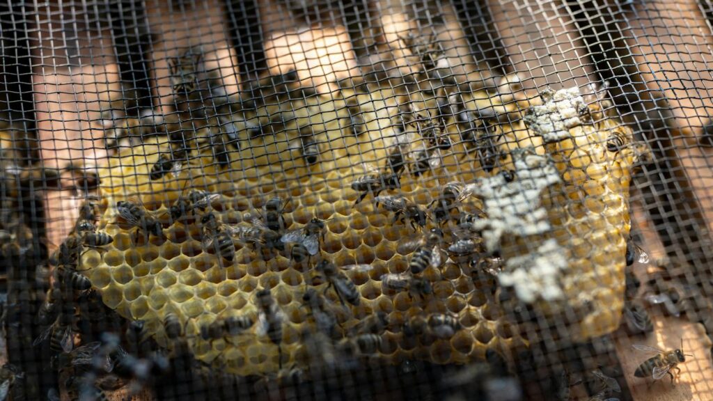 Bees working on honeycomb behind mesh screen.