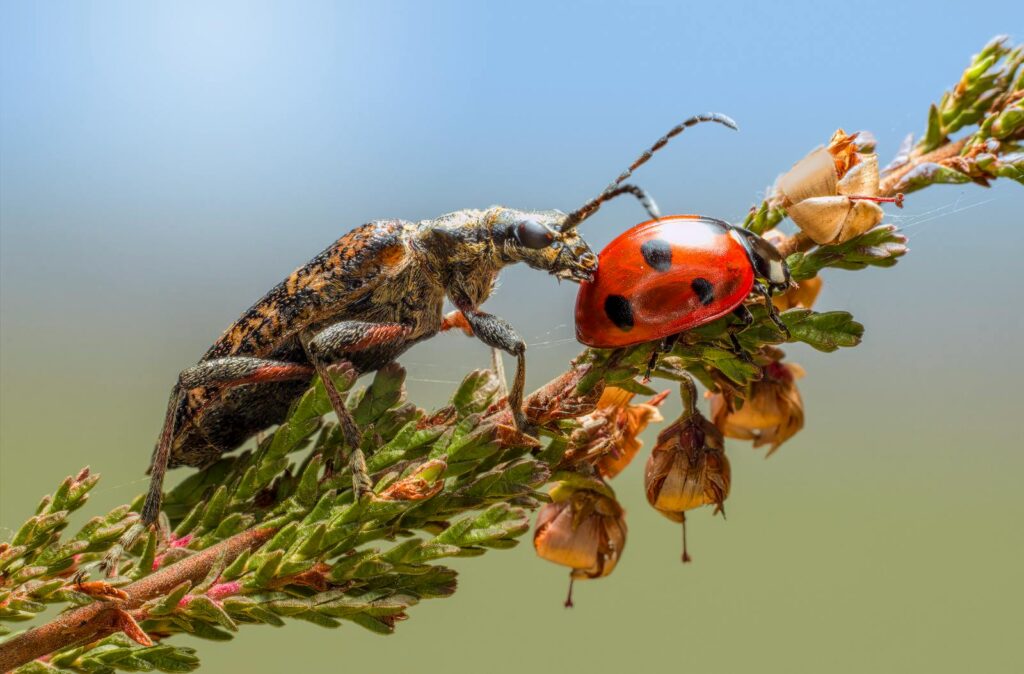 Detailed macro shot of a ladybug and longhorn beetle on a leafy plant branch.
