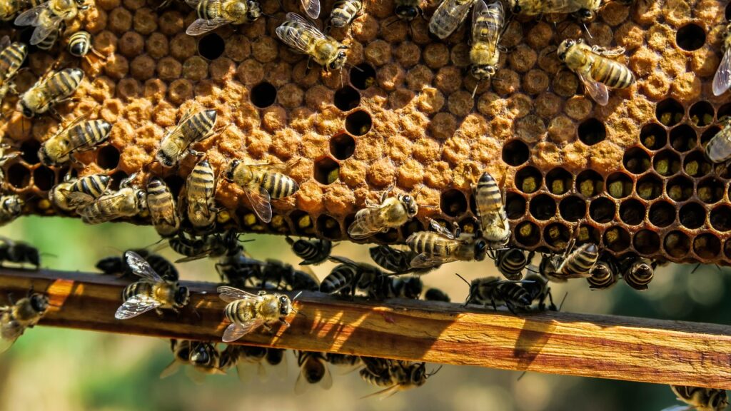 Honey bees working on a honeycomb frame in a beehive.