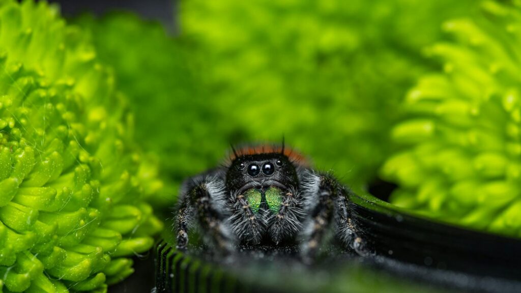 Jumping spider with green fangs among bright green flowers
