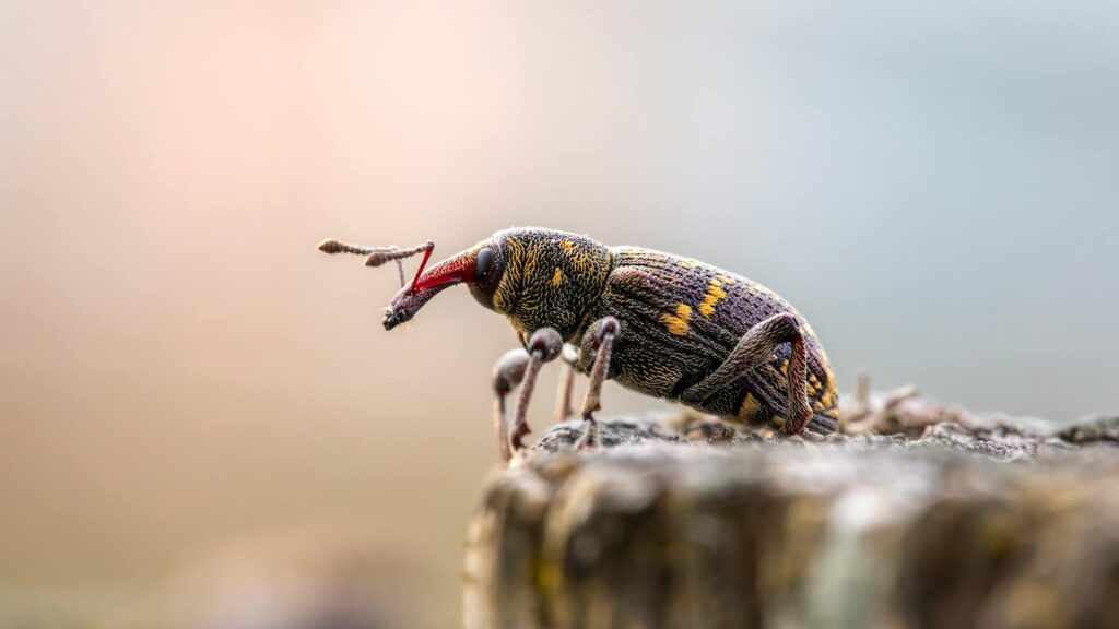 Close-up shot of a colorful snout beetle perched on a wooden surface.