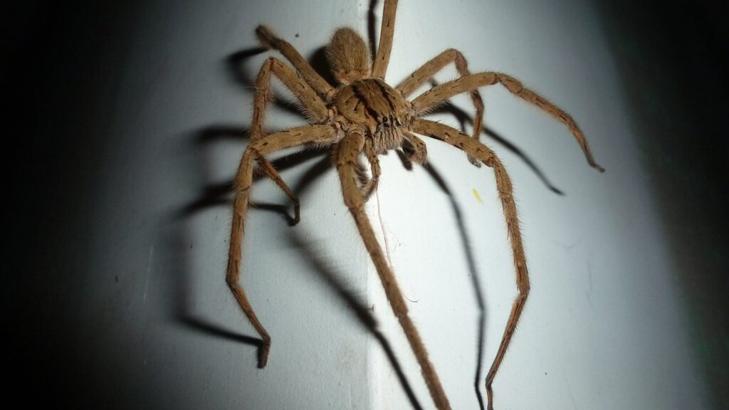 Wolf spider on wall