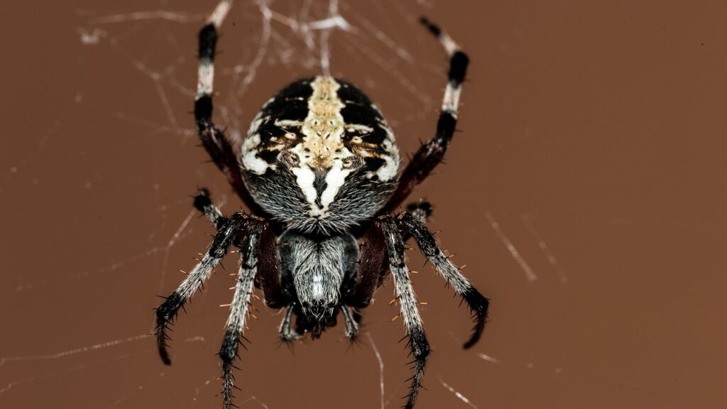 A close-up of a patterned orb-weaver spider on its web against a brown background.