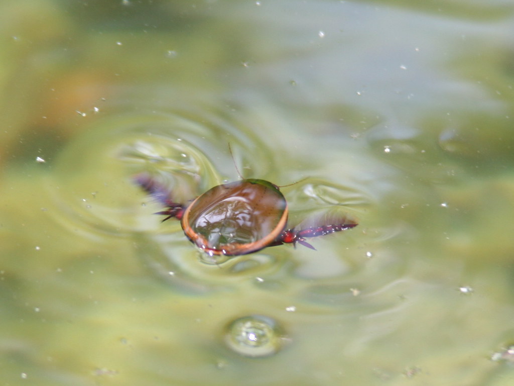 A water beetle