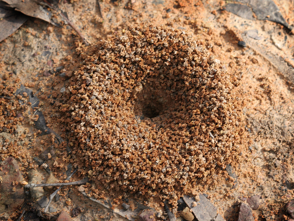 A nest beautifully crafted by ants.