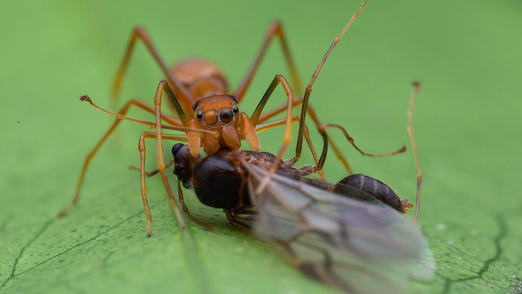 Ant-mimic spider capturing a winged insect on a green leaf