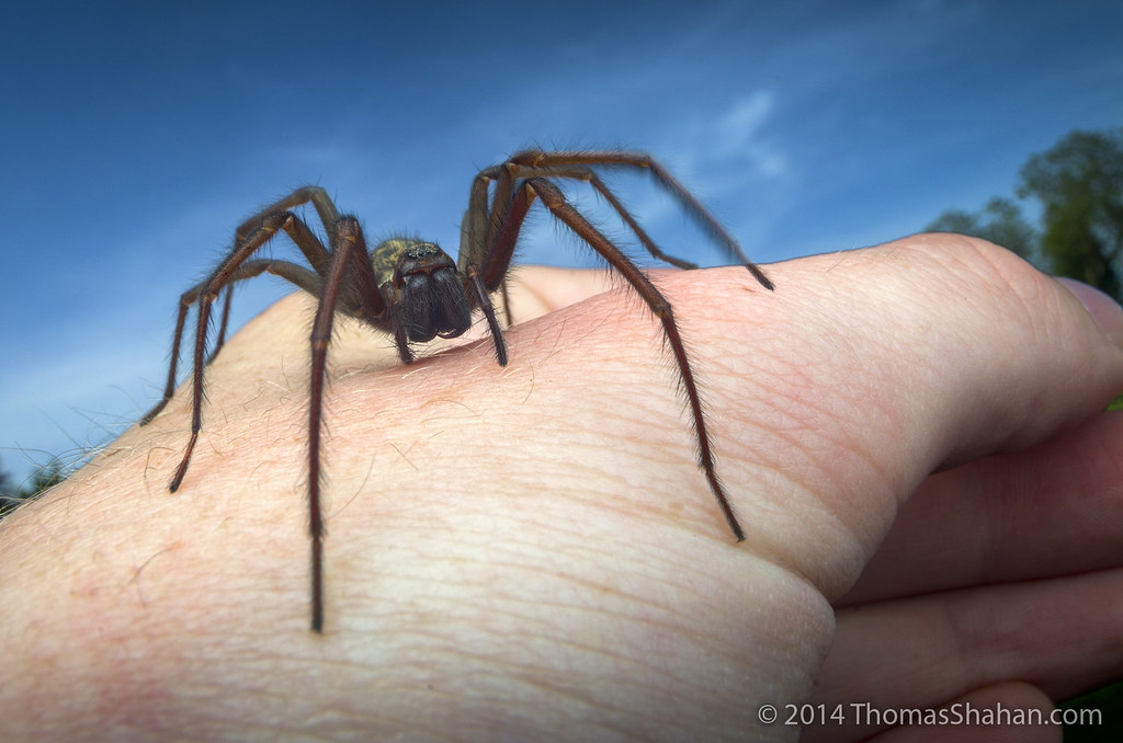 A brown spider on the thumb of a human