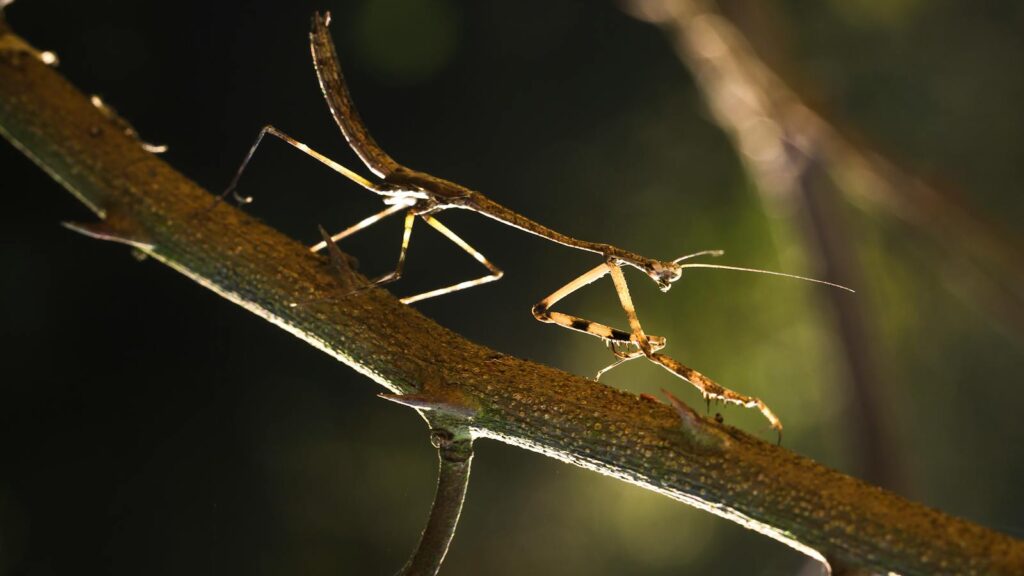 A praying mantis walking along a thorny branch in low light.