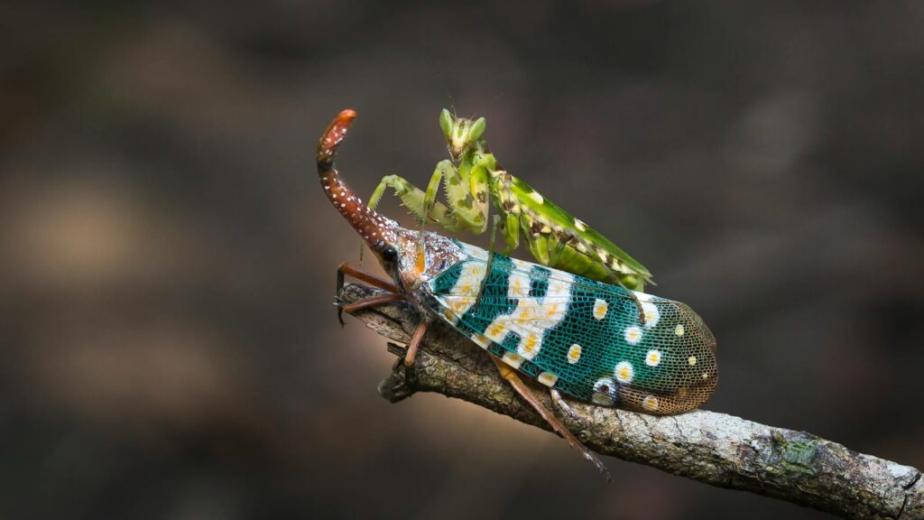 A green praying mantis perched on a colorful lanternfly resting on a branch.