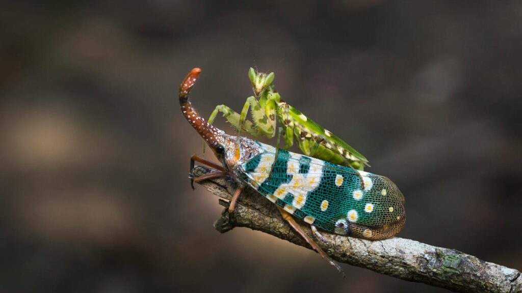 A green praying mantis capturing a colorful lanternfly on a tree branch.