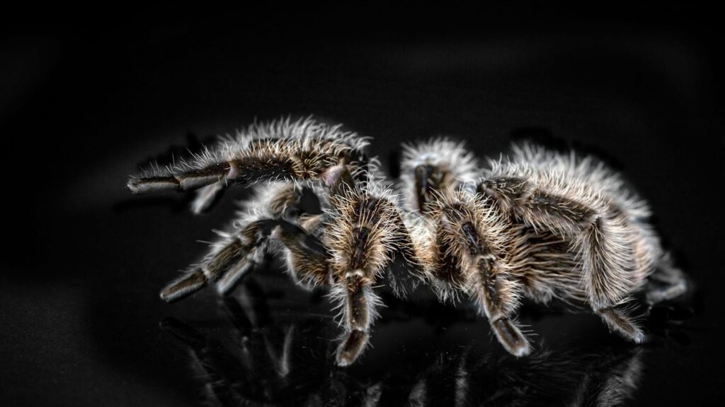 Hairy tarantula on a reflective black surface.