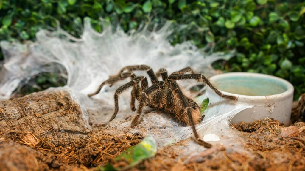 Detailed shot of a Goliath birdeater tarantula on its web in a natural setting.
