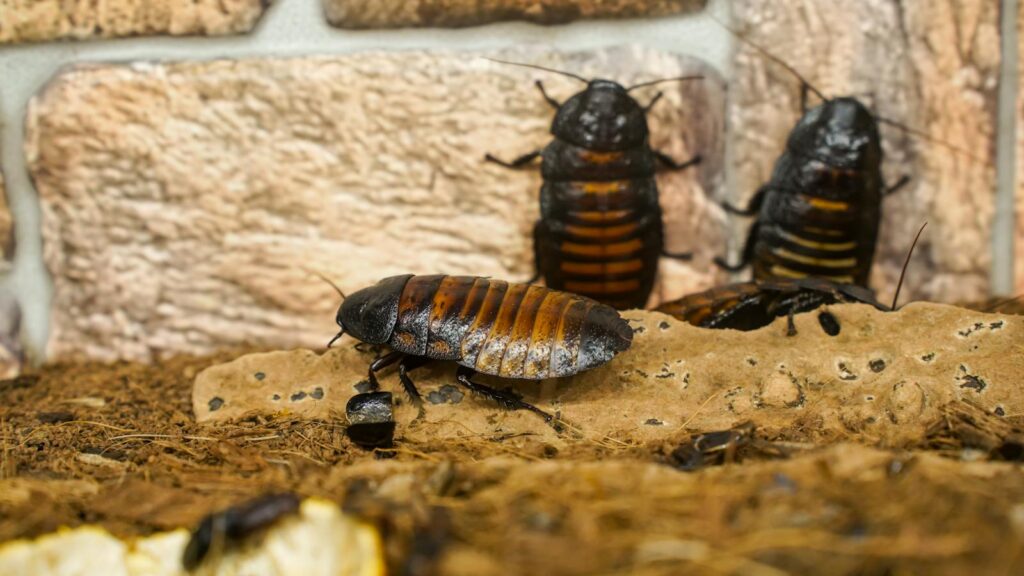 Three Madagascar hissing cockroaches crawl on soil and a textured rock surface, set against a rustic brick wall background.