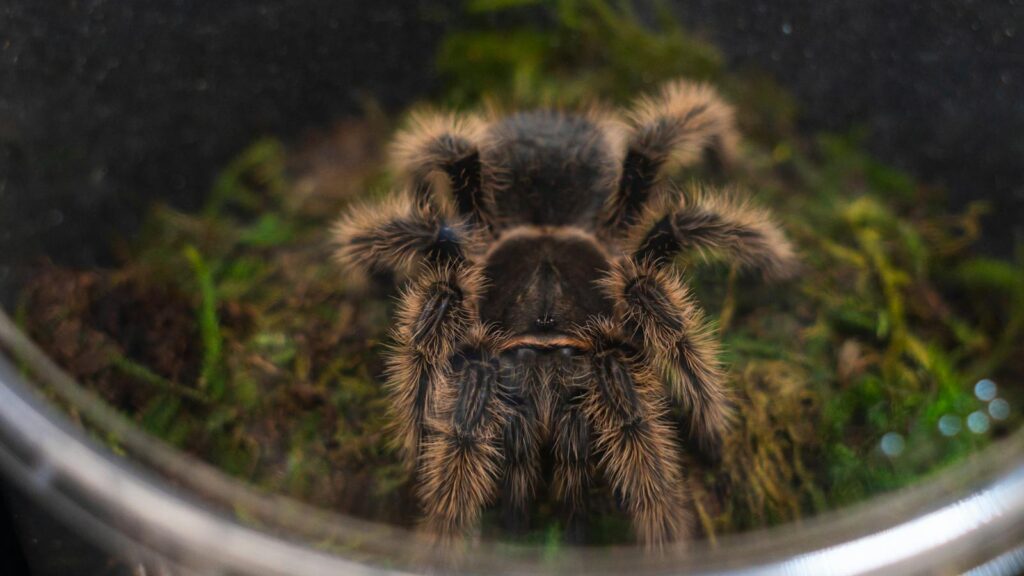 Tarantula inside a terrarium on a bed of moss.