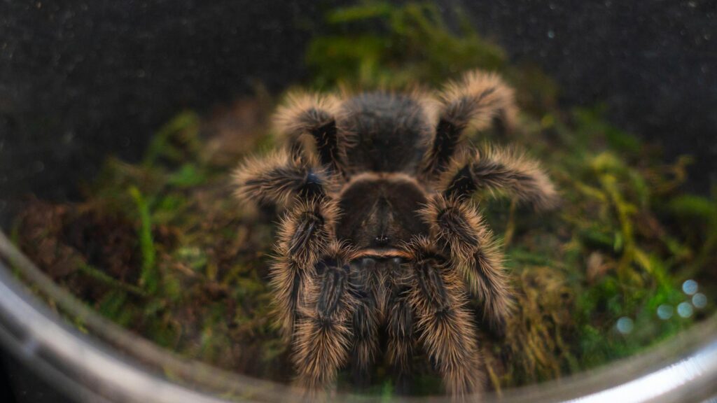Close-up of a hairy tarantula on mossy terrain inside a glass enclosure.