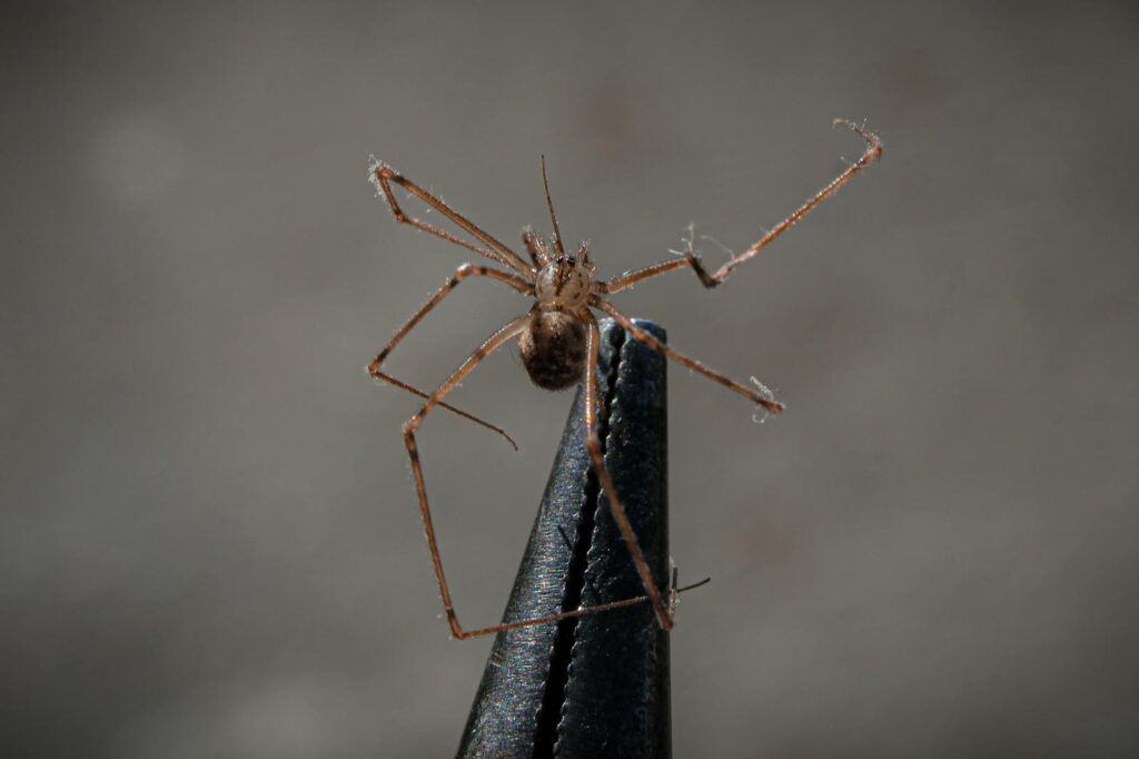 Detailed macro shot of a cellar spider (Holocnemus) on a pointed dark object, highlighting its delicate legs.