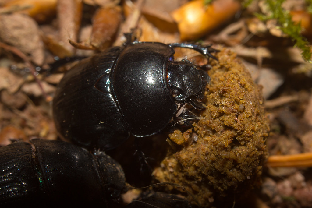 Dung beetles gathered around animal waste, rolling and feeding as part of their natural cleanup role.