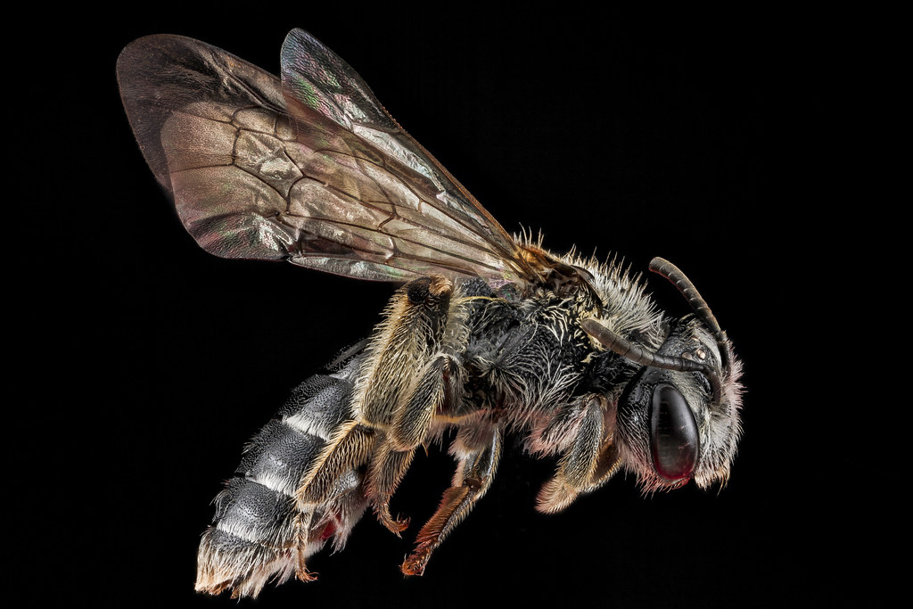 A micro-shot of Andrena virginiana