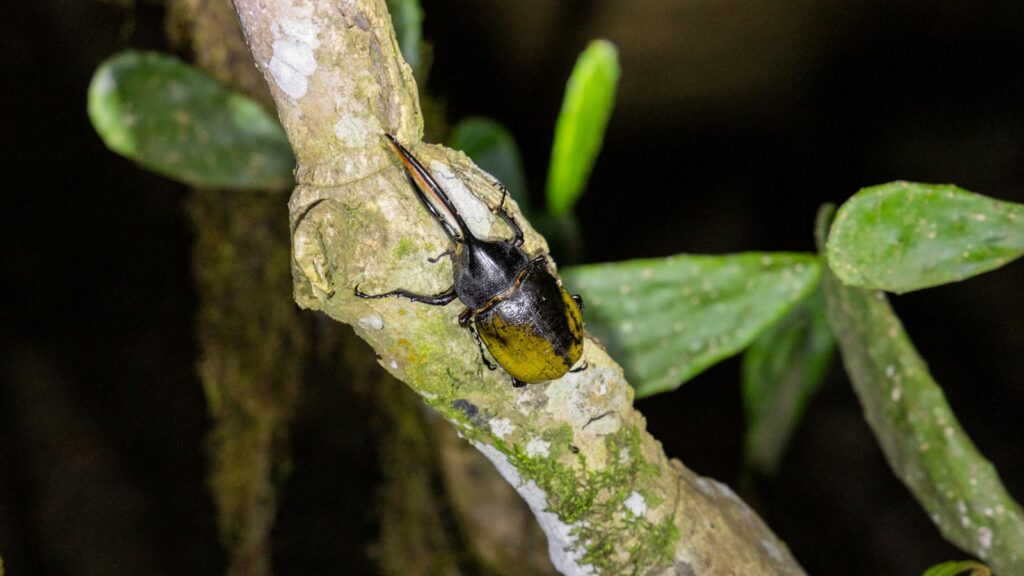 Detailed shot of a Hercules beetle on a branch amidst leaves in its natural habitat.
