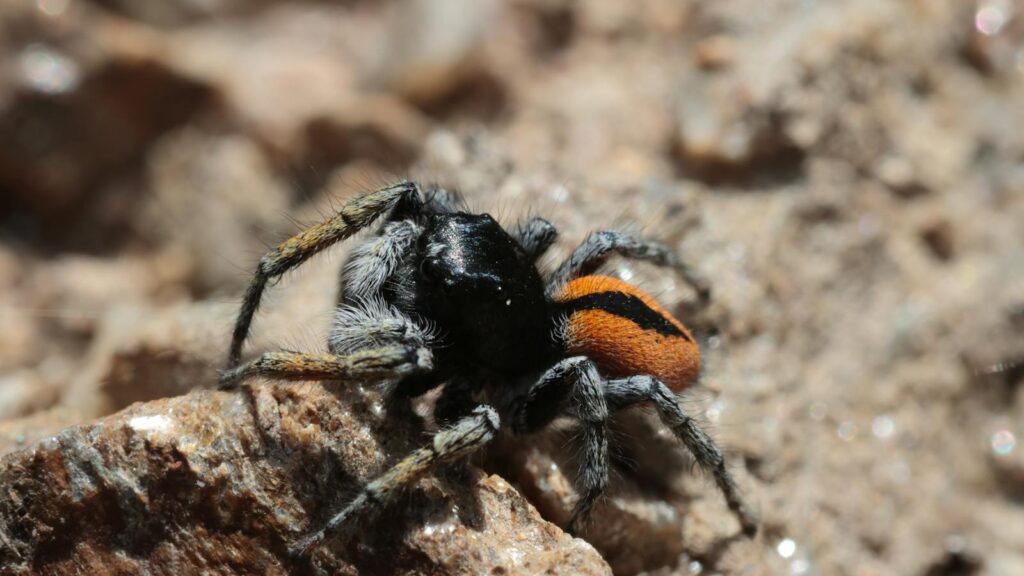 Bold jumping spider on rocky surface