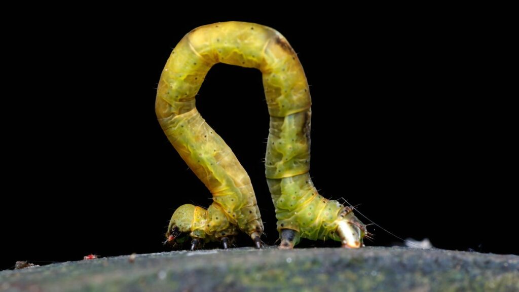 Stick caterpillar mimicking a twig on dark background