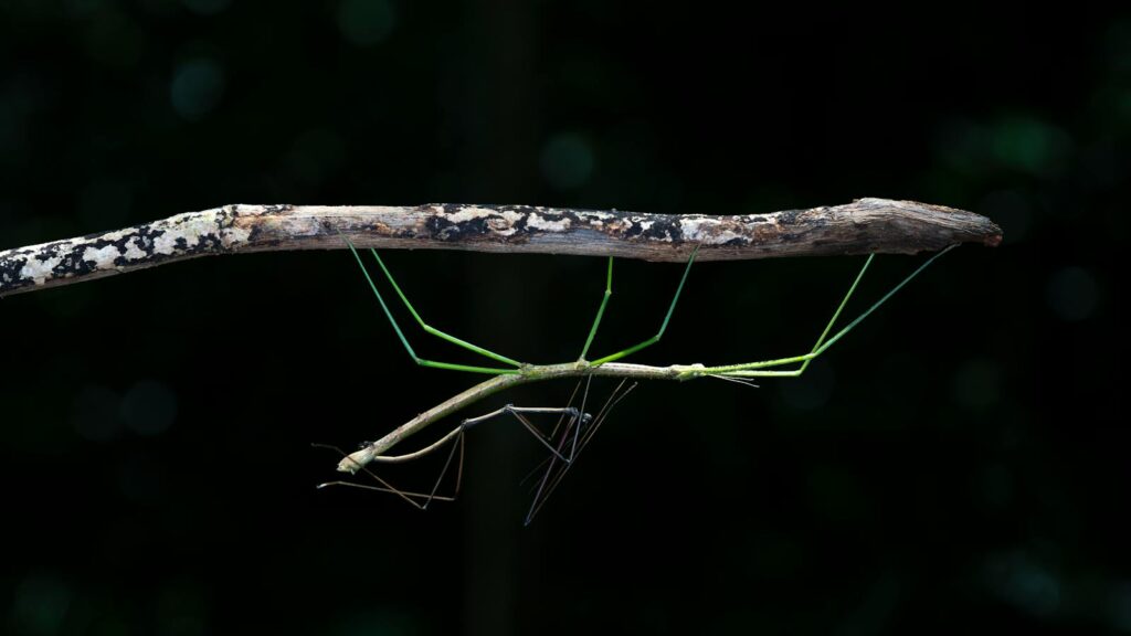 Stick insect hanging upside-down from a branch.