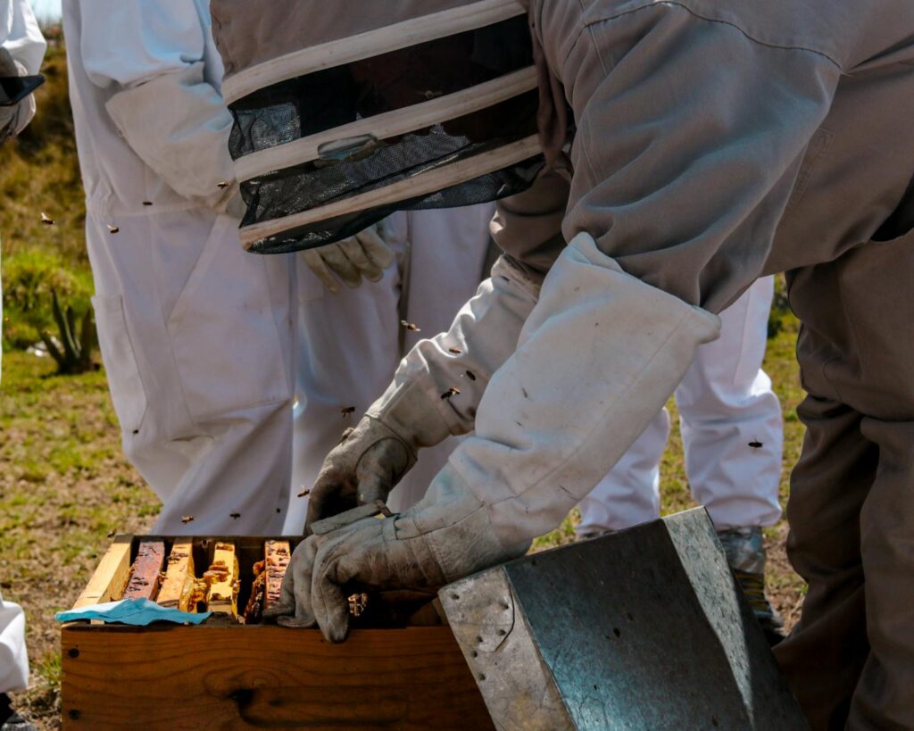 Beekeepers in protective suits examining a hive during the day. Ideal for agriculture and nature themes.