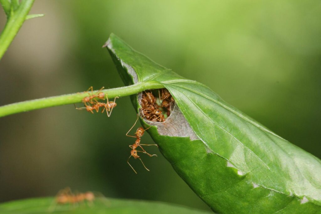 Detailed macro photograph capturing red ants on a partially open leaf nest, showcasing their intricate habitat.