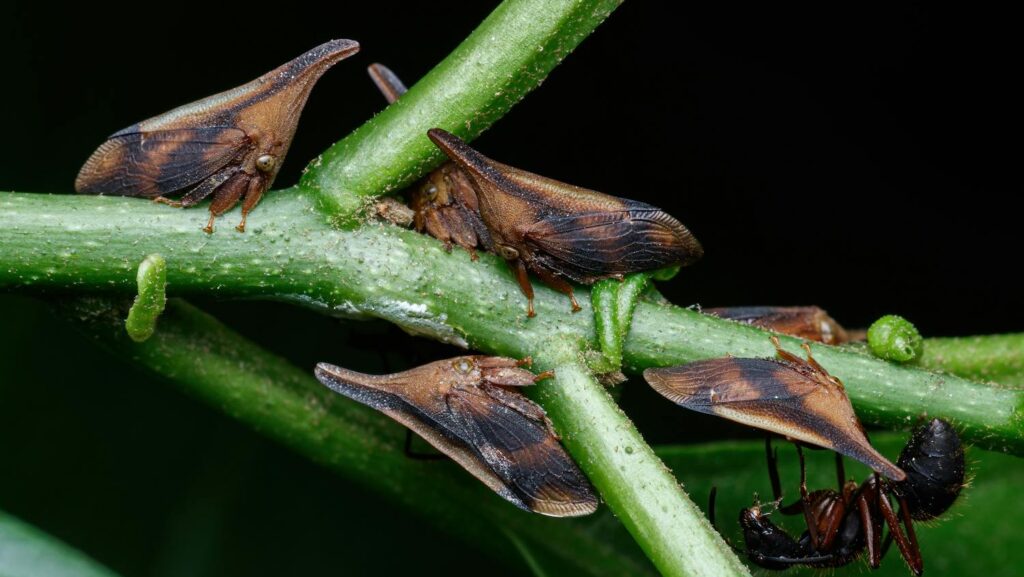 Treehoppers camouflaged on green plant stems