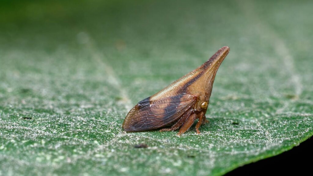 Thorn bug perched on a green leaf, displaying its sharp horn-like structure.