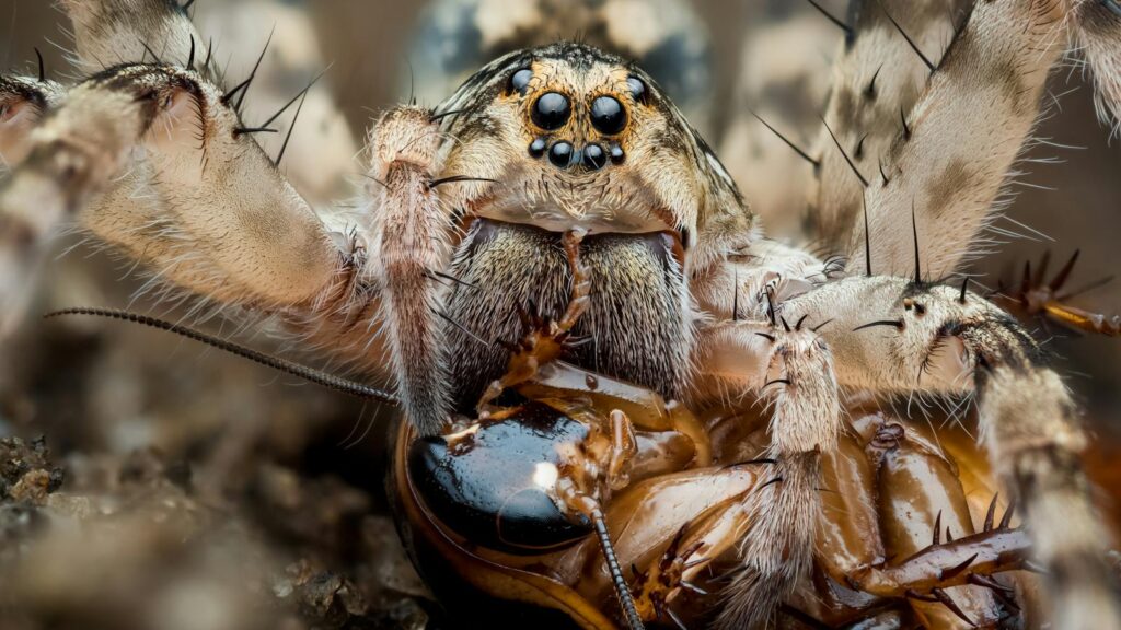 Close-up of a spider devouring a beetle with its fangs.