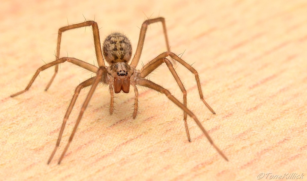 A young giant house spider