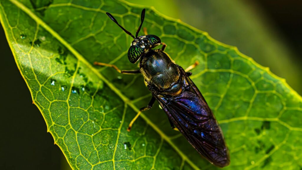 A close-up of a black soldier fly with iridescent wings and green compound eyes resting on a vibrant green leaf.