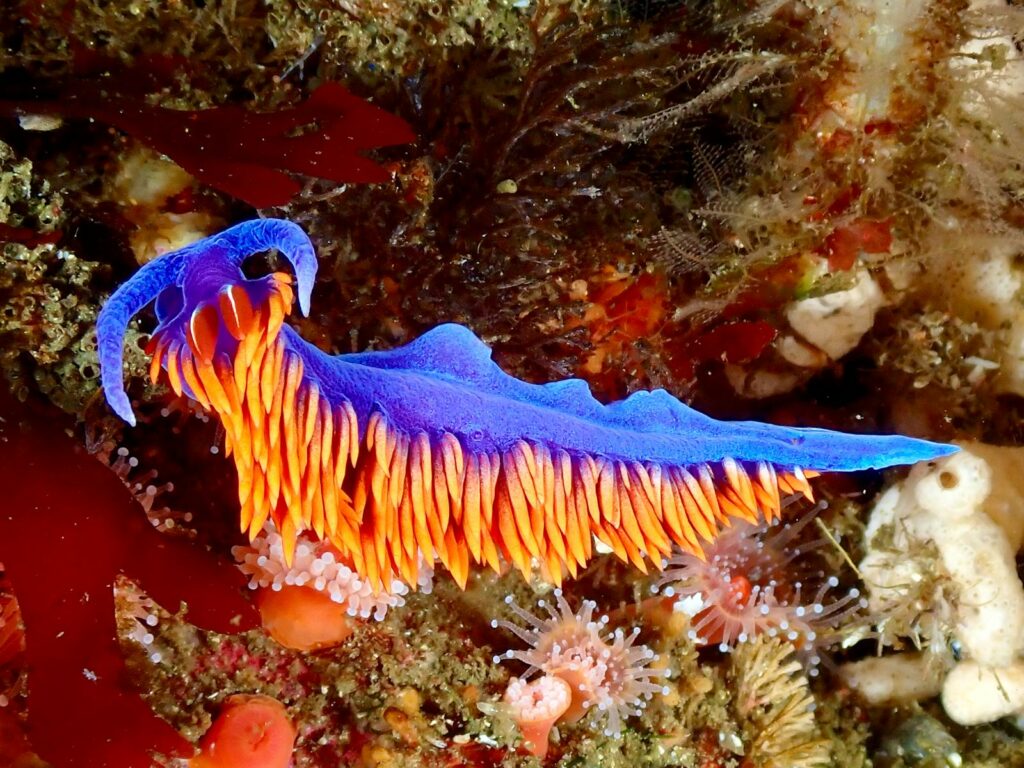 Close-up of a colorful Spanish Shawl nudibranch in the ocean.