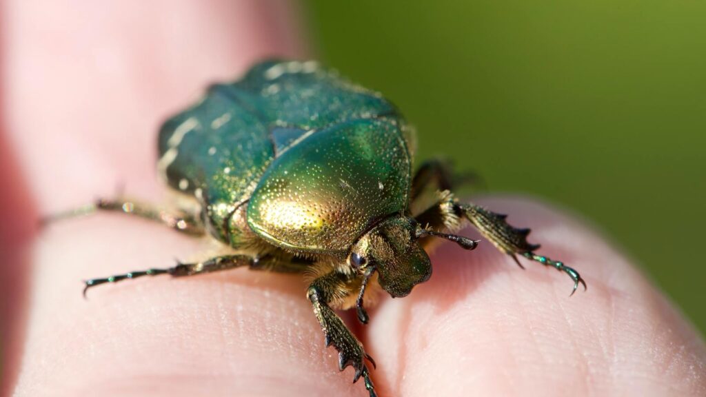 Detailed macro shot of a green rose chafer beetle resting on a human finger, outdoors.