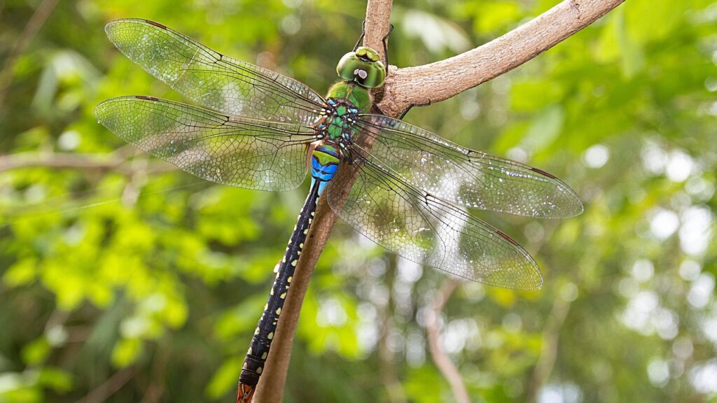 dragonfly green giant plain, giant dragonflies, anax guttatus, guttatus