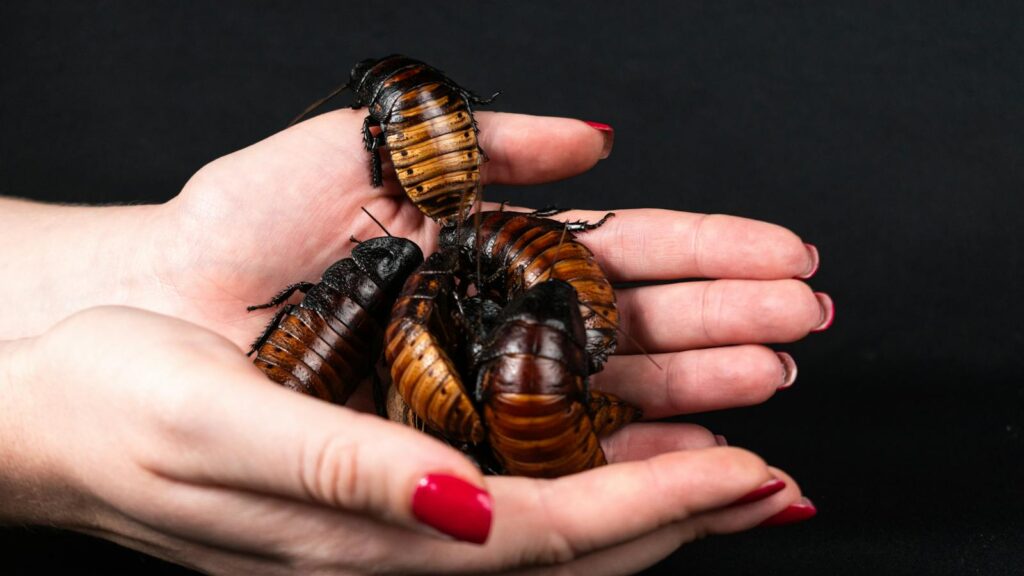 Hands holding several large brown and black cockroaches against a black background.