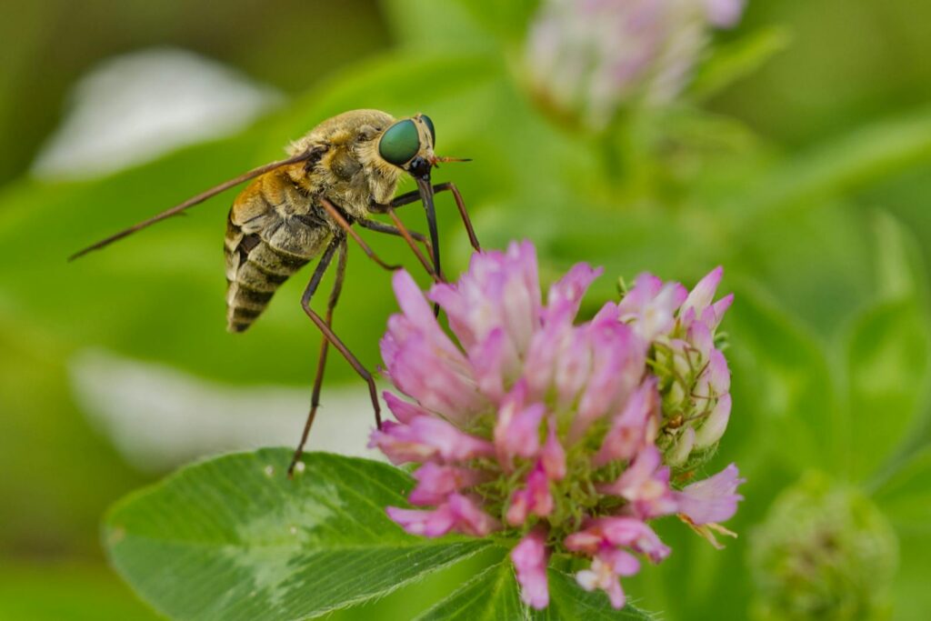 Macro shot of a fly on a pink clover, capturing details and vibrant colors in nature.