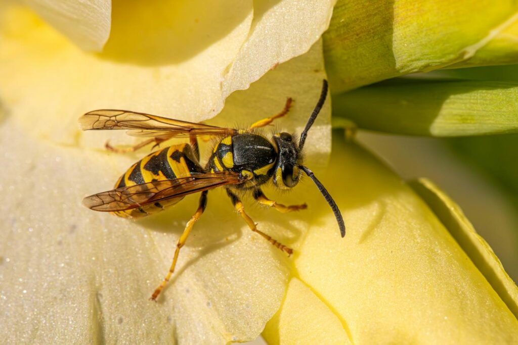 Macro shot of a Vespula germanica wasp on a yellow flower petal.