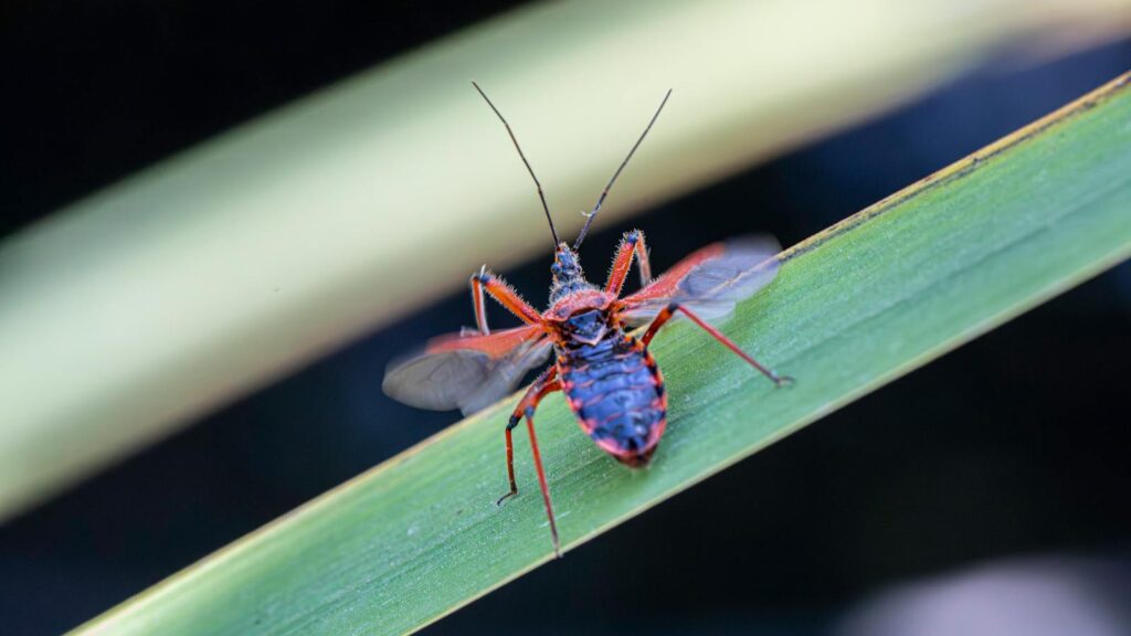 Assassin bug with red and black body perched on a green leaf