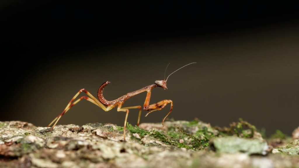 Juvenile praying mantis on a mossy log with curled abdomen