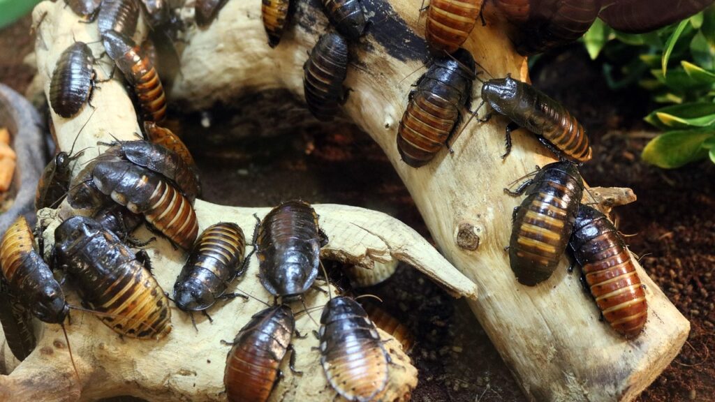 cockroaches, bugs, insect, pest, roach, beetle, brown, crawling, nature, antenna, pest, roach, roach, roach, roach, roach