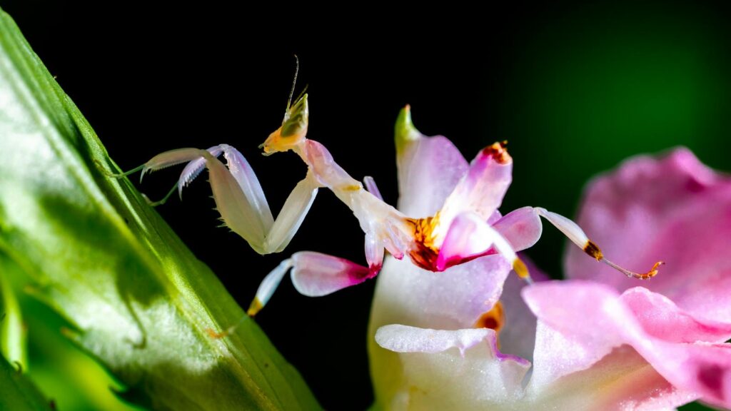 Orchid mantis mimicking flower petals.